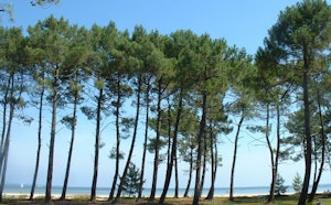 Forêt de Biscarrosse Plage