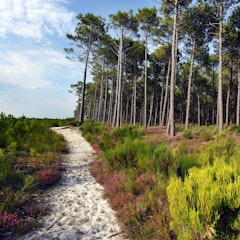 Forêt de Mimizan