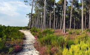 Forêt de Mimizan
