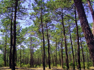 Forêt de Lacanau Océan