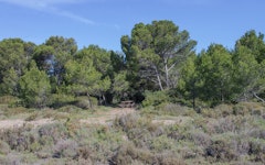 Bois des Aresquiers