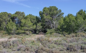 Bois des Aresquiers