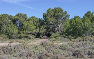 Bois des Aresquiers