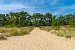 Forêt des Saumonards