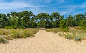 Forêt des Saumonards