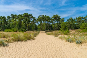 Forêt des Saumonards