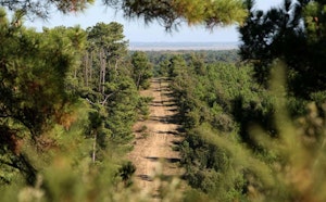 Forêt de la Tremblade