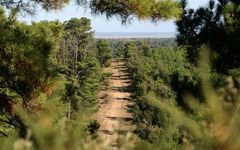 Forêt de la Tremblade