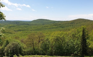 Forêt de Grésigne