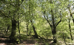 Sentier de la Baronne