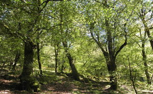 Sentier de la Baronne