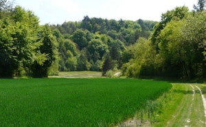 Forêt de Souligny