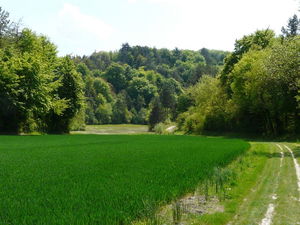 Forêt de Souligny