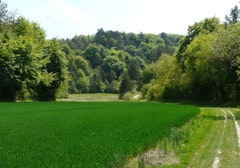 Forêt de Souligny