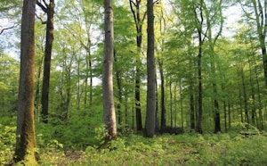 Forêt du Grand Orient