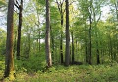 Forêt du Grand Orient