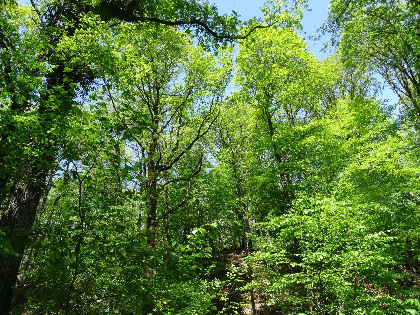 Montagne de Reims