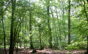 Bois des Hazelles