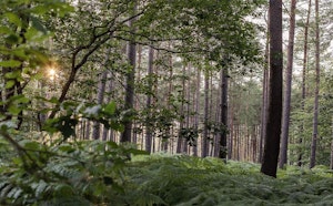 Rond de Cobourg in Forêt de Bord
