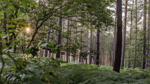 Rond de Cobourg en Forêt de Bord