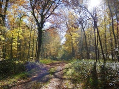 Vallée Comette in Forêt de Bord-Louviers