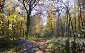 Vallée Comette in Forêt de Bord-Louviers