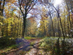 Vallée Comette in Forêt de Bord-Louviers