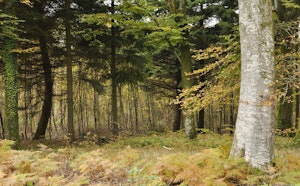 Forêt de Crécy