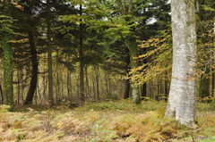 Forêt de Crécy