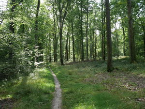 Forêt de Mormal