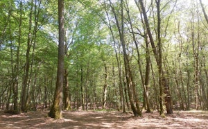 Forêt de Chaux