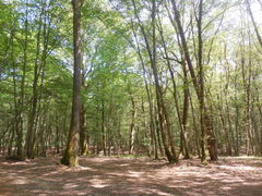 Forêt de Chaux