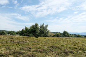 Colporteur des Jasseries