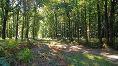 Bois de Tillet