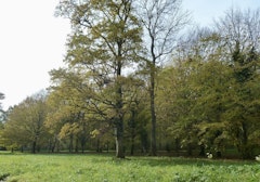 Forêt d'Armainvilliers
