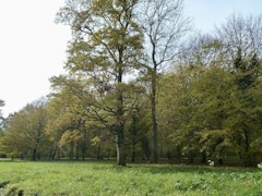 Forêt d'Armainvilliers