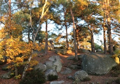Forêt des Grands Avaux