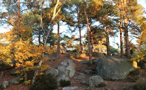 Forêt des Grands Avaux