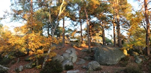 Forêt des Grands Avaux