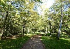 Forêt de Rougeau