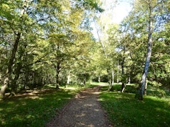 Forêt de Rougeau