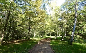 Forêt de Rougeau