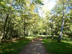 Forêt de Rougeau