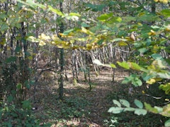 Forêt du Taillan­-Médoc