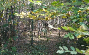 Forêt du Taillan-Médoc