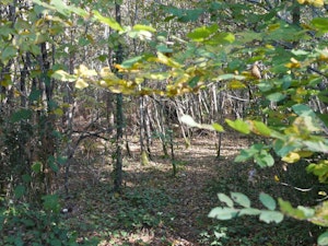 Forêt du Taillan­-Médoc