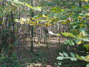 Forêt du Taillan­-Médoc