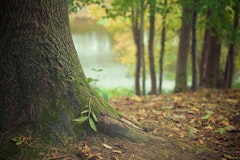 Forêt de Hez-Froidmont