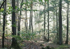 Forêt de la Tête Ronde