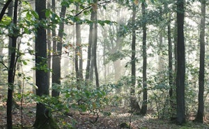 Forêt de la Tête Ronde
